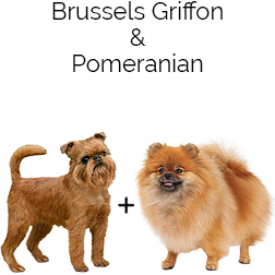 Brusselranian Dog